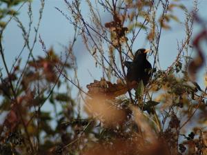 Do jeseni bomo prenehali z deli v mejicah in na obrežjih vodotokov
