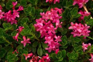 Koča na Loki pod Raduho